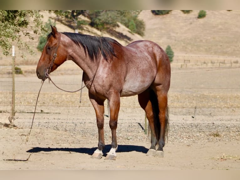 American Quarter Horse Castrone 11 Anni Baio roano in Tres Pinos