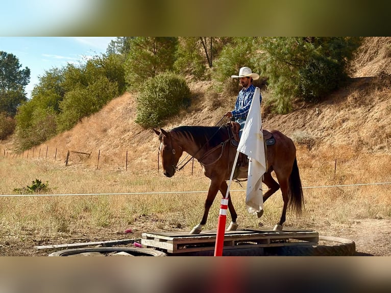 American Quarter Horse Castrone 11 Anni Baio roano in Tres Pinos