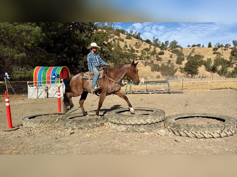 American Quarter Horse Castrone 11 Anni Baio roano in Tres Pinos