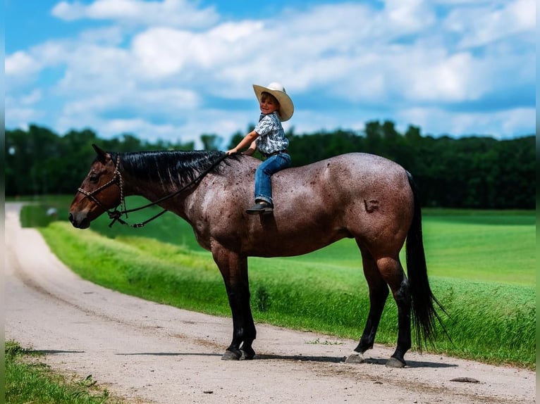 American Quarter Horse Castrone 11 Anni Baio roano in Nevis, MN