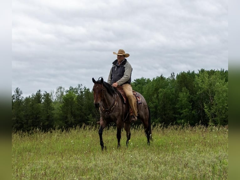 American Quarter Horse Castrone 11 Anni Baio roano in Nevis, MN