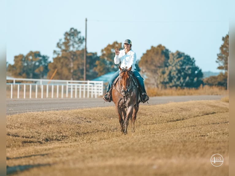 American Quarter Horse Castrone 11 Anni Baio roano in Weatherford TX