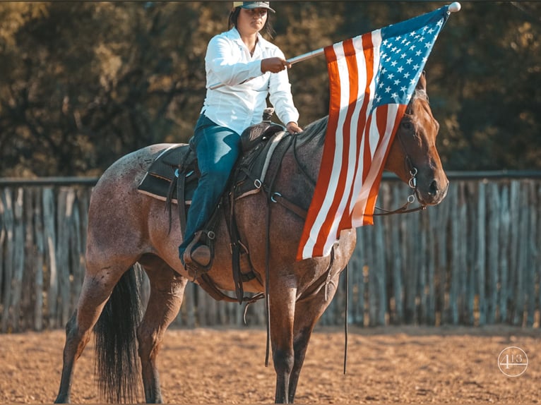 American Quarter Horse Castrone 11 Anni Baio roano in Weatherford TX