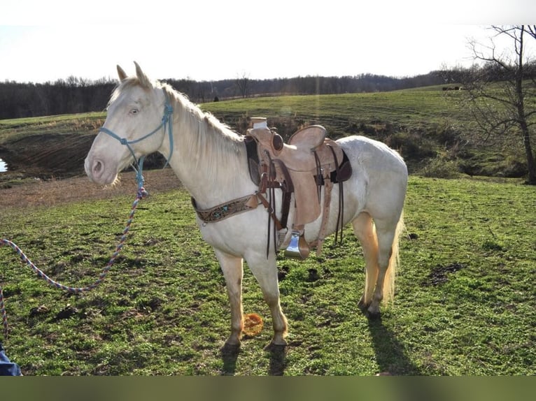 American Quarter Horse Castrone 11 Anni Bianco in FORDSVILLE, KY