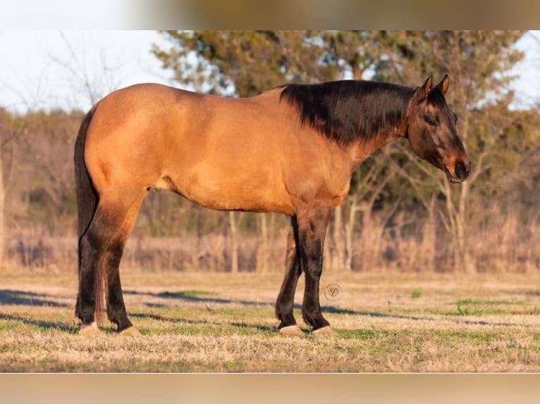 American Quarter Horse Castrone 11 Anni Falbo in Ravenna TX