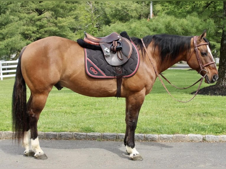 American Quarter Horse Castrone 11 Anni Falbo in Allentown, NJ
