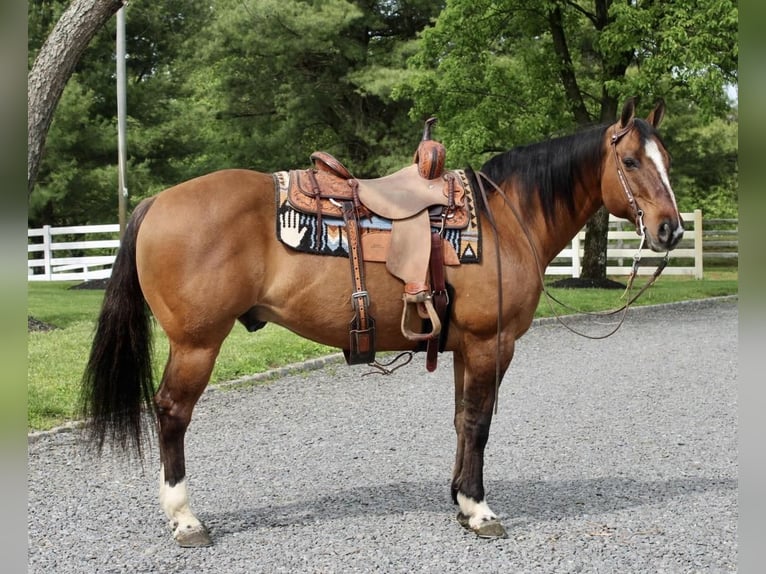 American Quarter Horse Castrone 11 Anni Falbo in Allentown, NJ