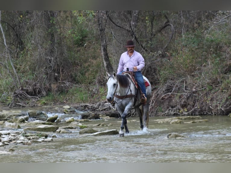 American Quarter Horse Castrone 11 Anni Grigio in Stephenville TX