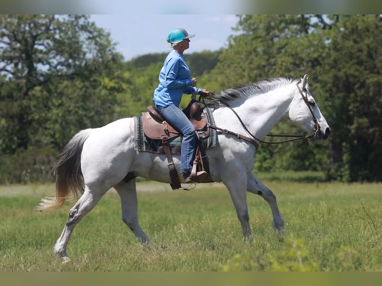 American Quarter Horse Castrone 11 Anni Grigio in weatherford TX