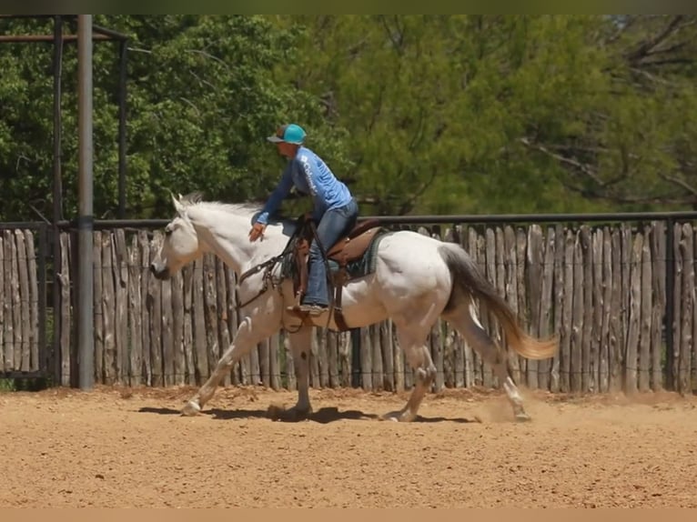 American Quarter Horse Castrone 11 Anni Grigio in weatherford TX