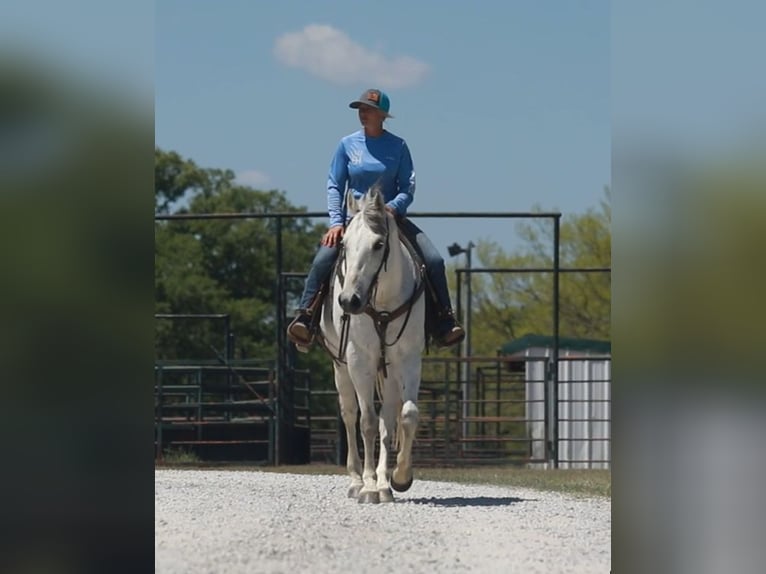 American Quarter Horse Castrone 11 Anni Grigio in weatherford TX