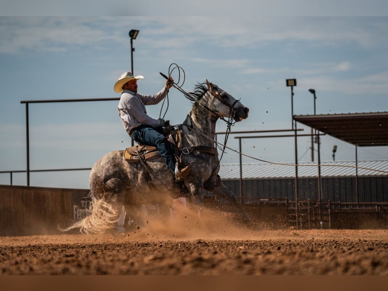 American Quarter Horse Castrone 11 Anni Grigio in Canyon