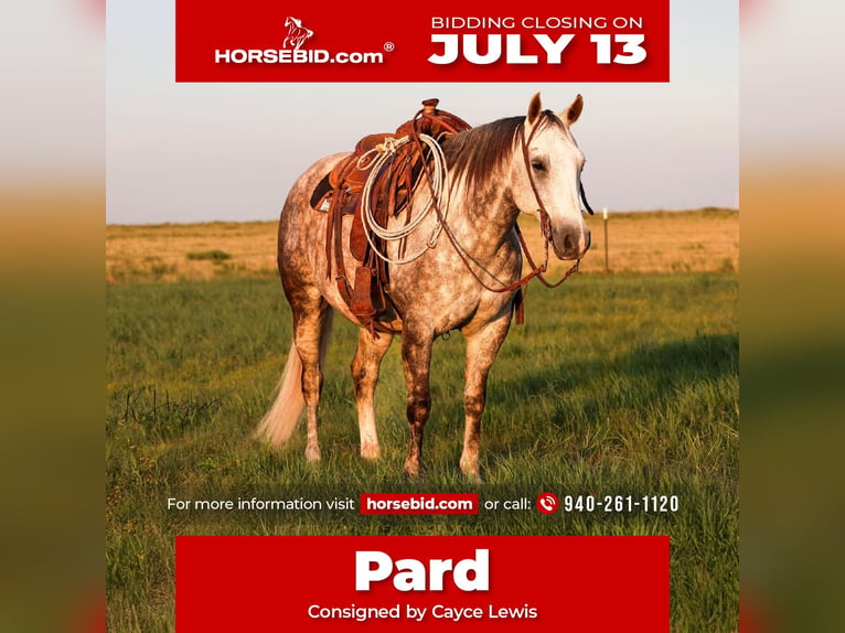 American Quarter Horse Castrone 11 Anni Grigio in Canyon