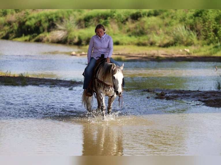 American Quarter Horse Castrone 11 Anni Grigio in Stephenville