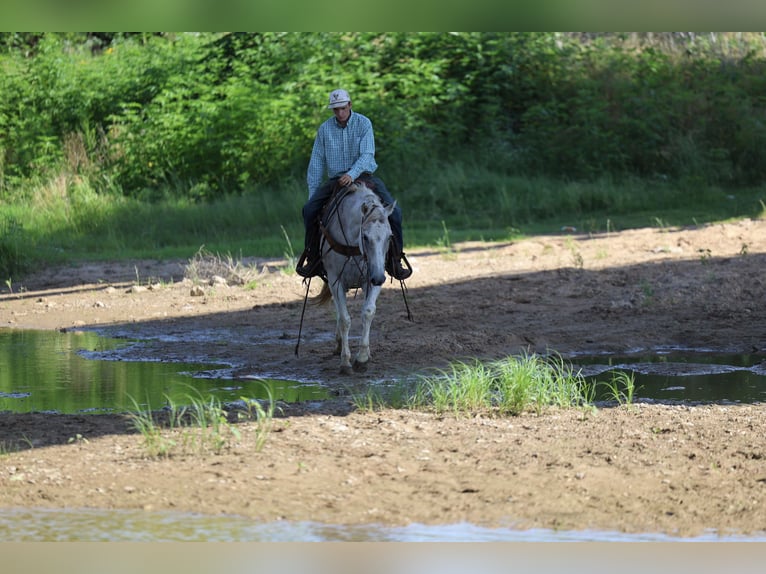 American Quarter Horse Castrone 11 Anni Grigio in Stephenville