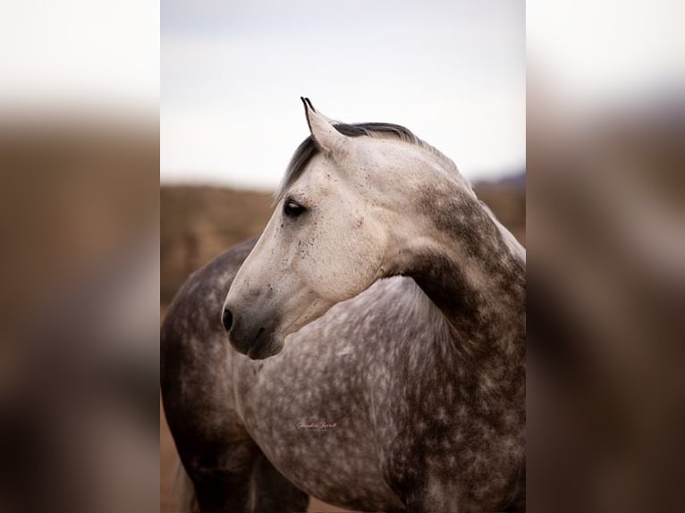 American Quarter Horse Castrone 11 Anni Grigio in Wickenburg