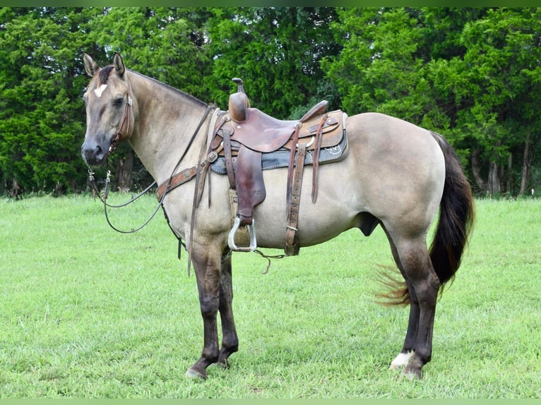 American Quarter Horse Castrone 11 Anni Grullo in Greenville kY