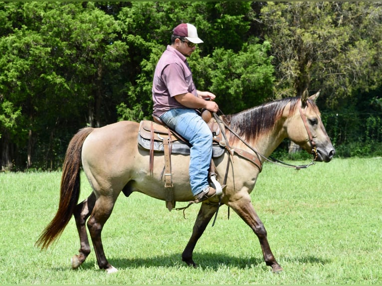 American Quarter Horse Castrone 11 Anni Grullo in Greenville kY