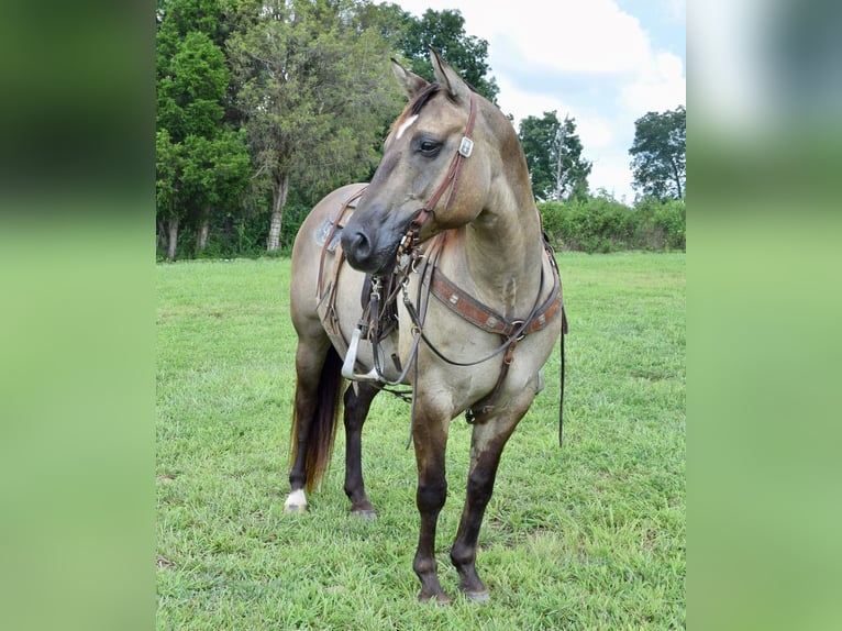 American Quarter Horse Castrone 11 Anni Grullo in Greenville kY