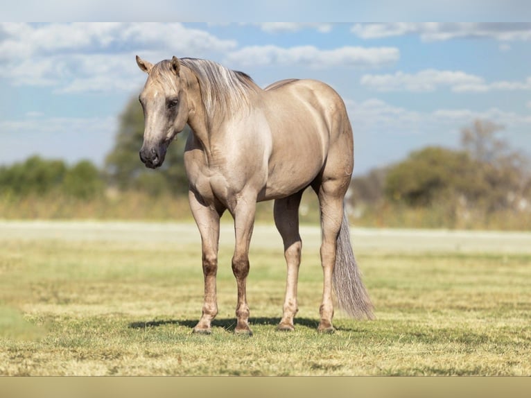 American Quarter Horse Castrone 11 Anni Palomino in Ponder