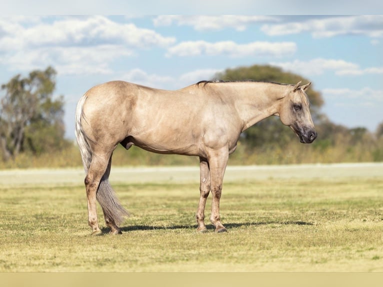 American Quarter Horse Castrone 11 Anni Palomino in Ponder