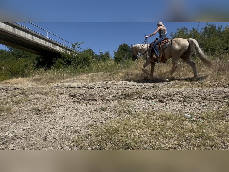 American Quarter Horse Castrone 11 Anni Palomino in Ponder