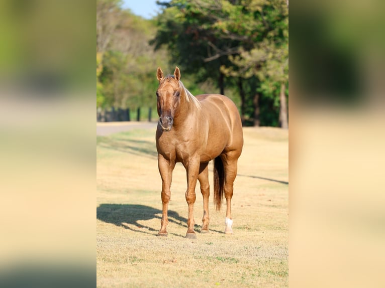American Quarter Horse Castrone 11 Anni Palomino in Forney