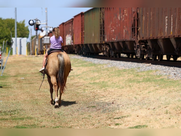 American Quarter Horse Castrone 11 Anni Palomino in Forney