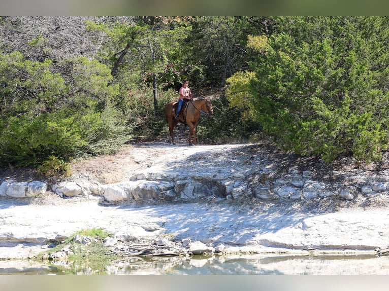 American Quarter Horse Castrone 11 Anni Palomino in Forney