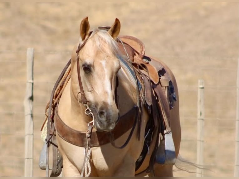 American Quarter Horse Castrone 11 Anni Palomino in Tres Pinos