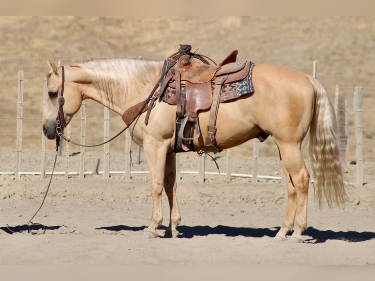 American Quarter Horse Castrone 11 Anni Palomino in Tres Pinos