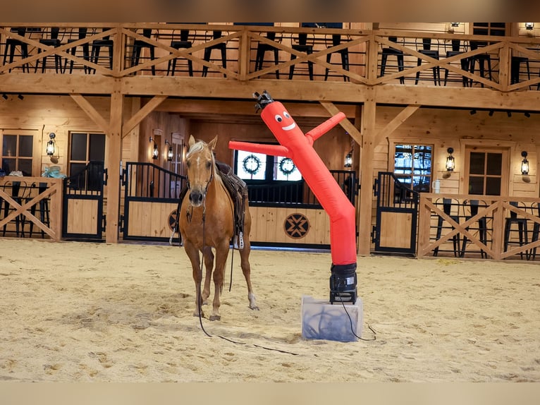 American Quarter Horse Castrone 11 Anni Palomino in Needmore