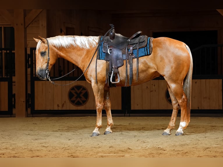 American Quarter Horse Castrone 11 Anni Palomino in Needmore