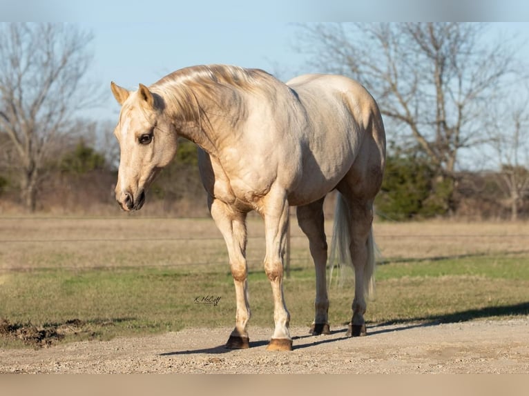 American Quarter Horse Castrone 11 Anni Palomino in Ravenna, TX