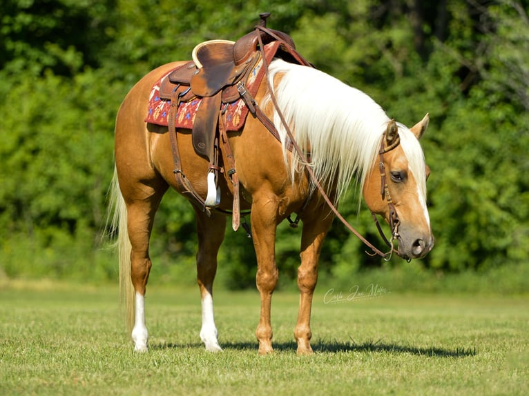 American Quarter Horse Castrone 11 Anni Palomino in Lewistown IL