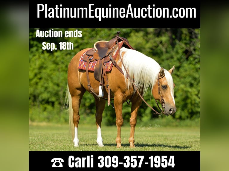 American Quarter Horse Castrone 11 Anni Palomino in Lewistown IL