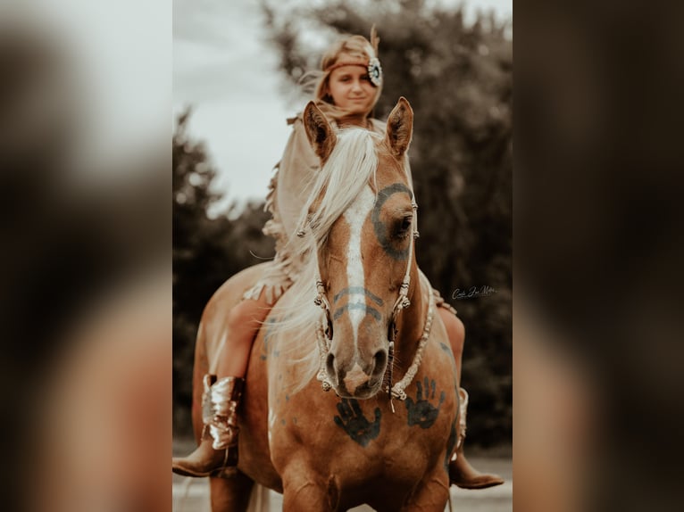 American Quarter Horse Castrone 11 Anni Palomino in Lewistown IL