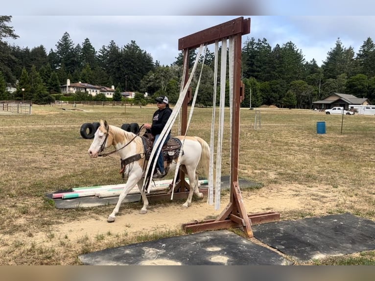 American Quarter Horse Castrone 11 Anni Palomino in PAICINES, CA