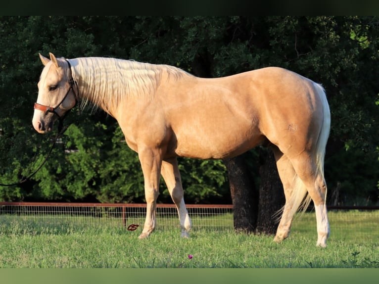 American Quarter Horse Castrone 11 Anni in Jaxksboro TX