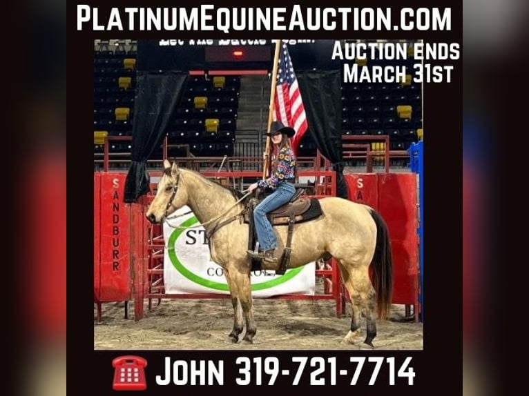 American Quarter Horse Castrone 11 Anni Pelle di daino in Libson IA