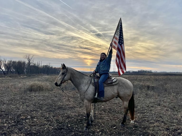 American Quarter Horse Castrone 11 Anni Pelle di daino in Libson IA