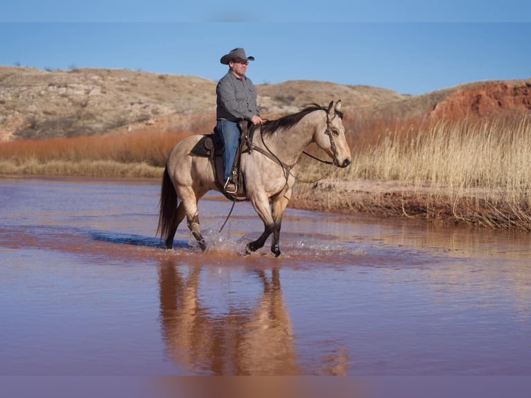 American Quarter Horse Castrone 11 Anni Pelle di daino in Lisbon IA