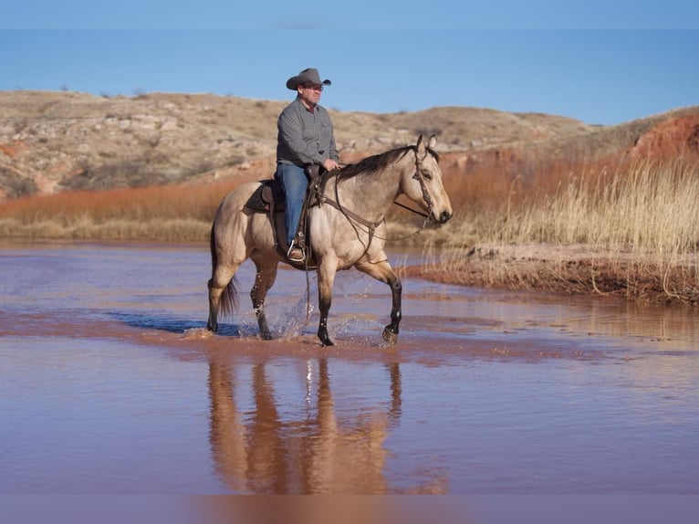 American Quarter Horse Castrone 11 Anni Pelle di daino in Lisbon IA