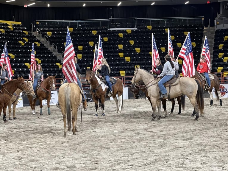 American Quarter Horse Castrone 11 Anni Pelle di daino in Lisbon IA