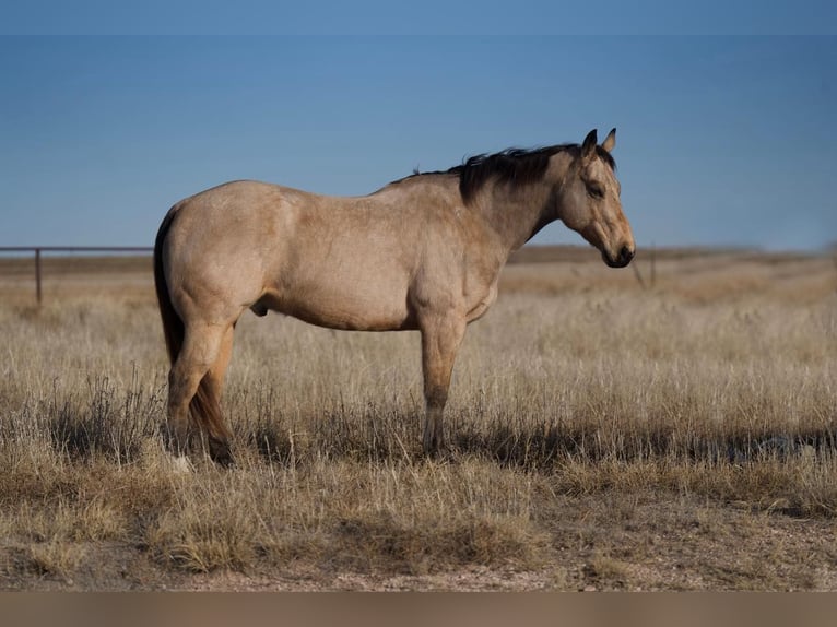 American Quarter Horse Castrone 11 Anni Pelle di daino in Lisbon IA