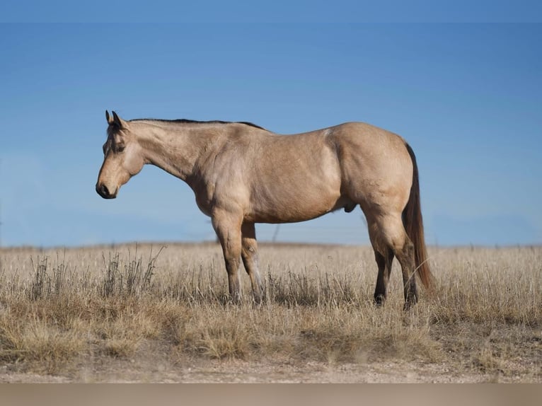 American Quarter Horse Castrone 11 Anni Pelle di daino in Lisbon IA