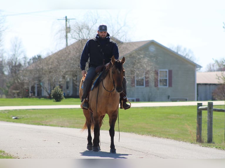 American Quarter Horse Castrone 11 Anni Pelle di daino in Sonora KY