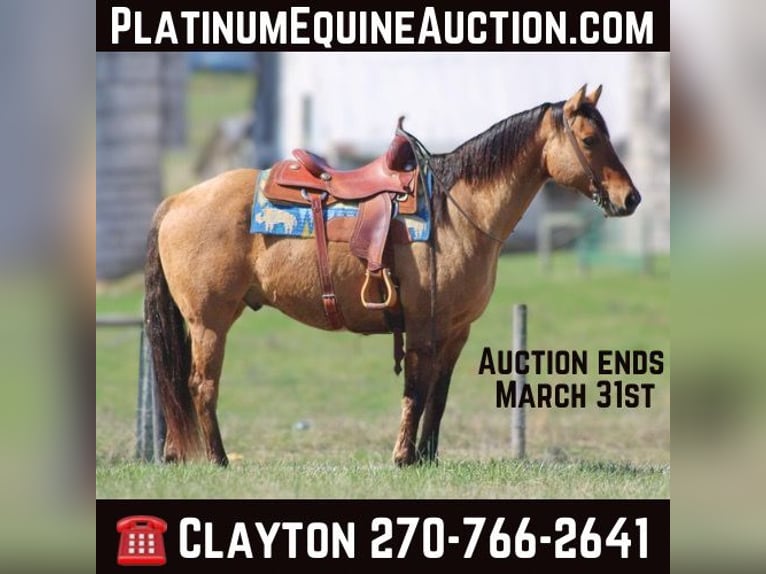 American Quarter Horse Castrone 11 Anni Pelle di daino in Sonora KY