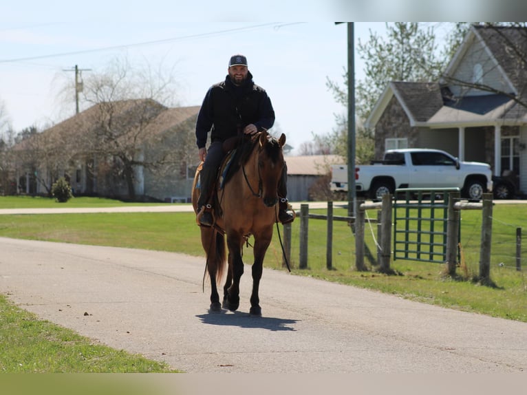 American Quarter Horse Castrone 11 Anni Pelle di daino in Sonora KY