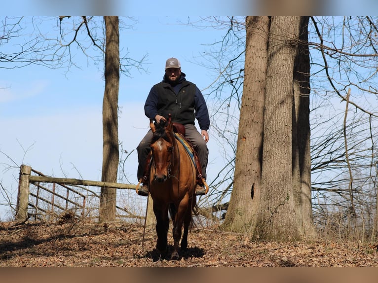 American Quarter Horse Castrone 11 Anni Pelle di daino in Sonora KY